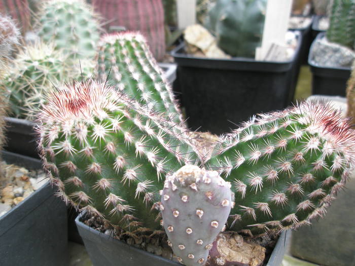 P6010077 - plantele lui George Nitu