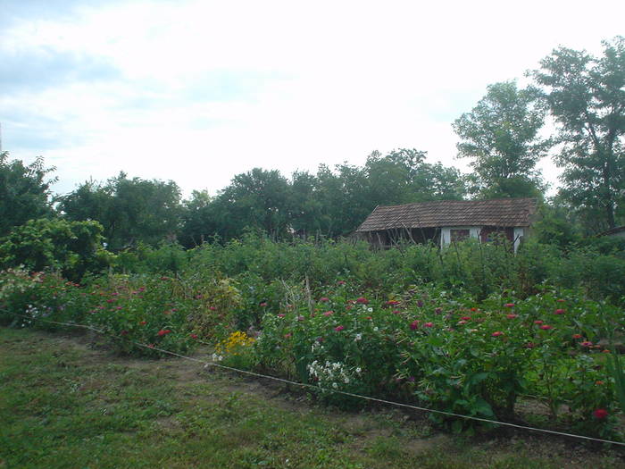 DSC01756 - gradina de la ferma