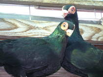indieni - X-TODAS LAS RASAS DE PALOMAS EN EL MUNDO