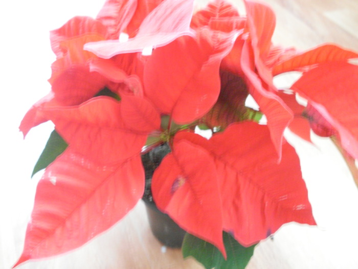 2009 - poinsettia