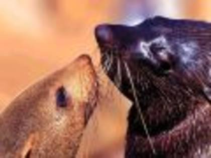 Te iubesc, si yo mustaciosule