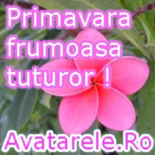 40 - poze avatar primavara