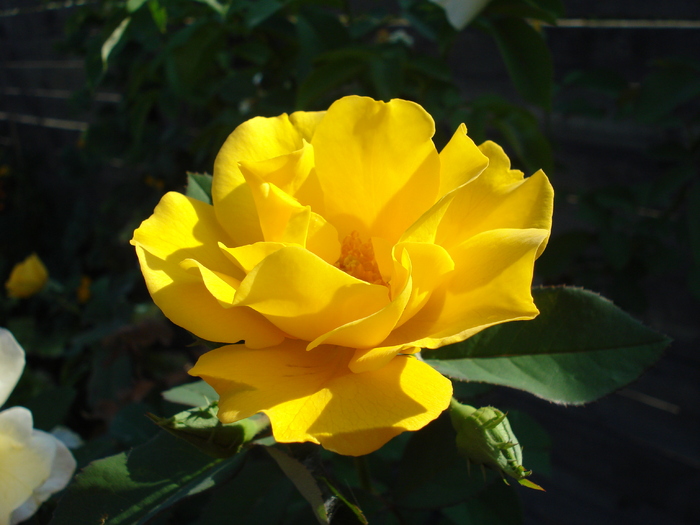 Rose Friesia (2009, August 21) - Rose Friesia