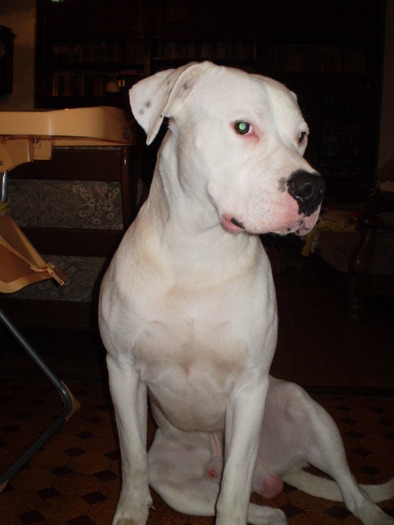 Picture-olympus 181 - dogo argentino