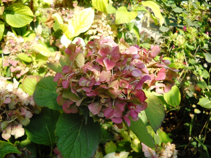 Picture 041 - flori dragute