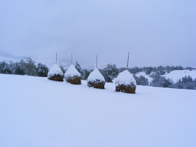 DSCF7308 - ninge in Maramu