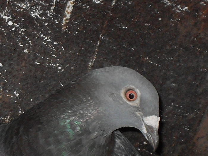 SDC11071 - porumbei voiajori