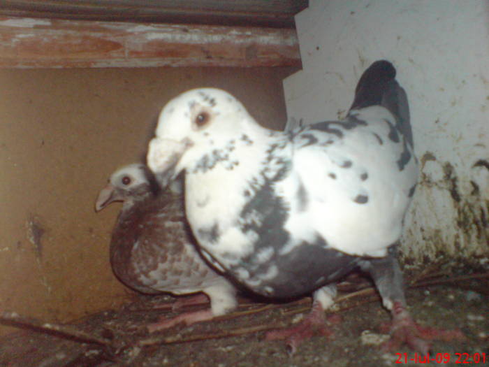 DSC01373; porumbita german de frumusete
