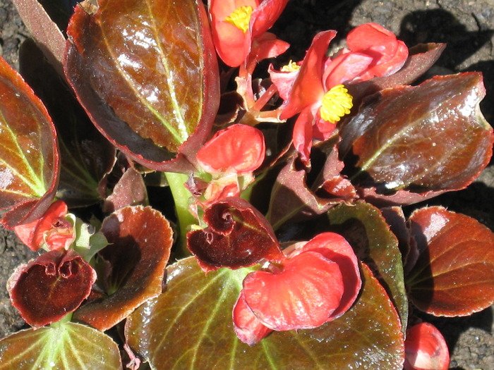 IMG_3899; begonie rosie
