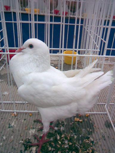 maltez alb 1 - 1502 partea 3