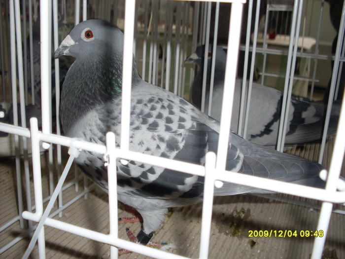 SDC11971 - expozitie deva 12-06-2009