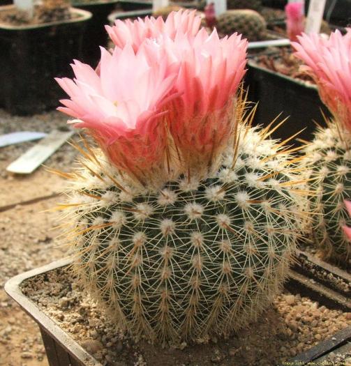 notocactus_gutierrezii2