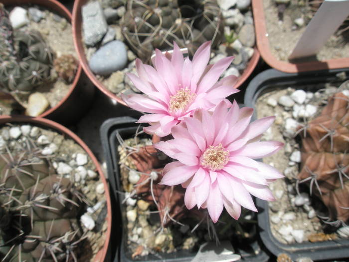 Gymnocalycium mihanovichii 21.07