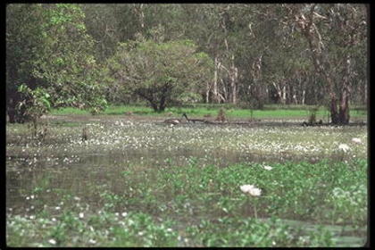 IMG0005 - Din Natura