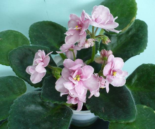 Aca's Pink Delight - Saintpaulia - violete de camera
