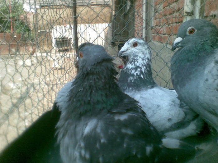 poze (13) - Porumbei voiajori