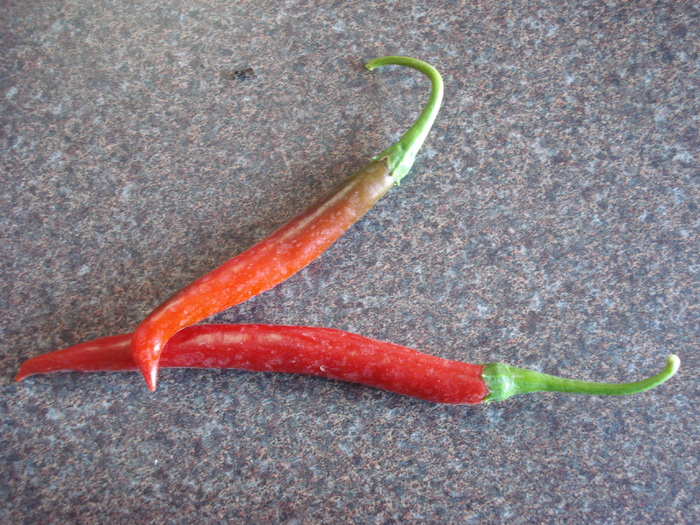 Tokyo Hot Peppers (2009, August 18)