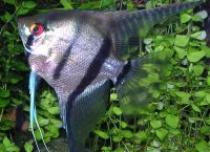 Pterophyllum%20scalare