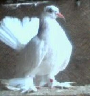 Albul; Porumboi anul nasteri 2005 din pacate a murit.
