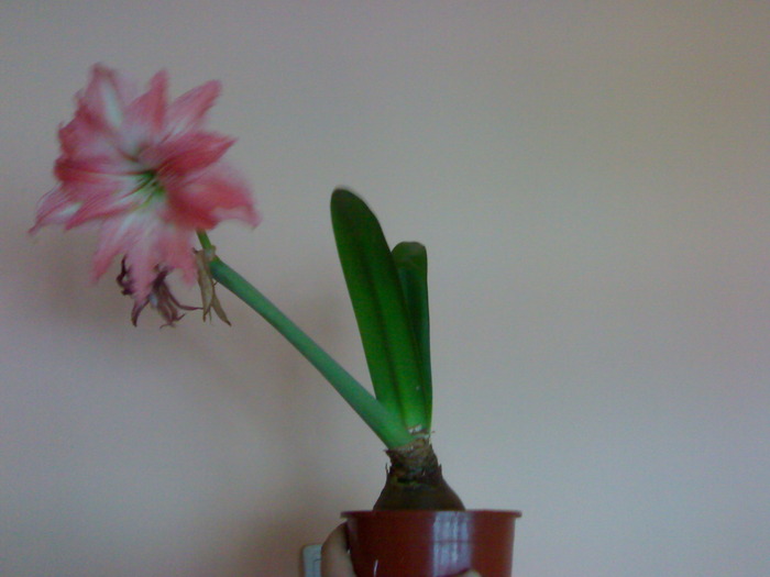 Lady Jane , ultima floare deschisa - Hippeastrum vara 2009