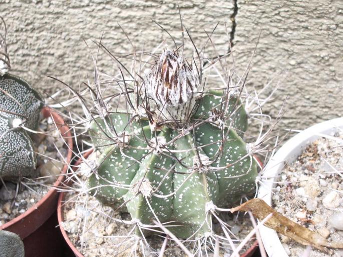 2005-05-27 043 - Astrophytum