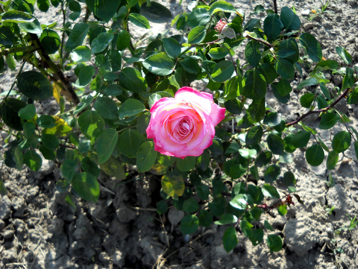 Picture 383 - flori dragute