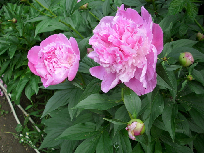 DSCI0638 - flori din gradina mea