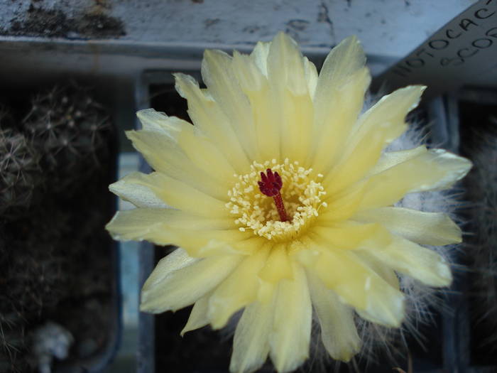 DSC06655 - Cactusi