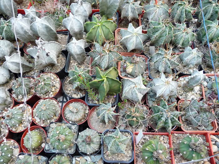 P1000261 - Cactusi