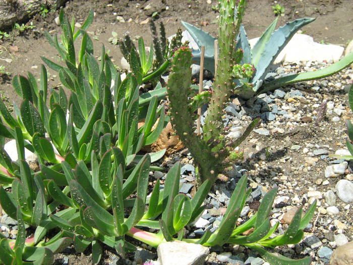 IMG_8681 - Cactusi la mosie 27 iunie 2009