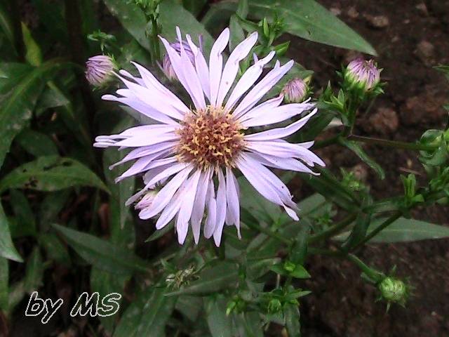 aster; ochiul boului pitic, floare mica si albastra
