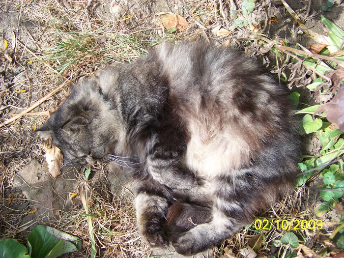 100_2495 - Toamna in curte  Timisoara