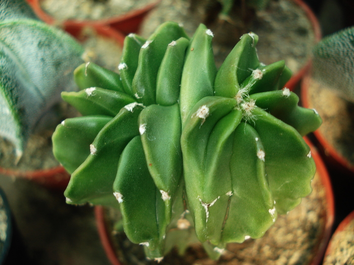 Astrophytum
