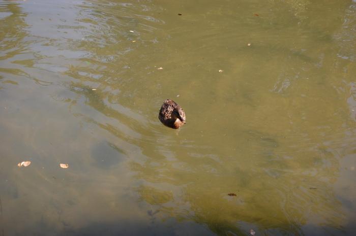 DSC_0242_resize - Bois de coulogne