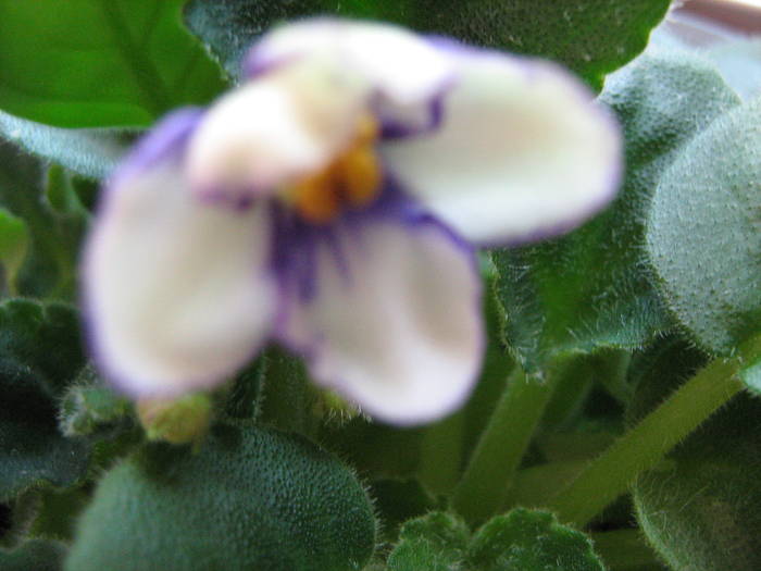 fishers balet - violete