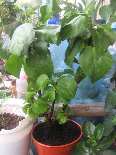 IMG_2426; hibiscus koenig
