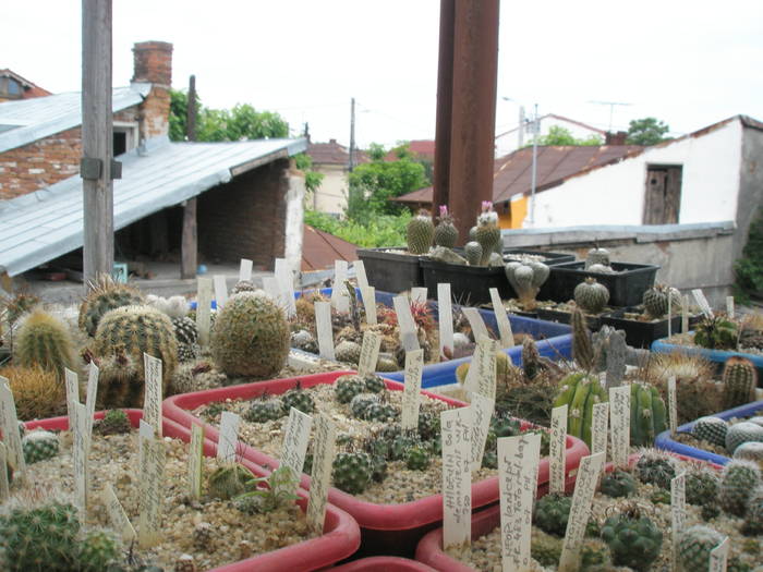 P6010119 - plantele lui George Nitu