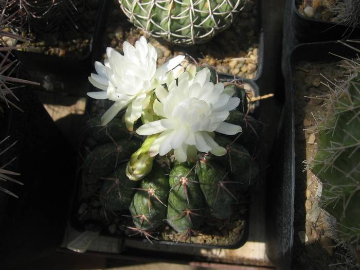 ai mei cactusi 040