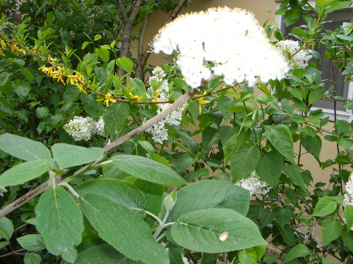 Viburnum salbatic