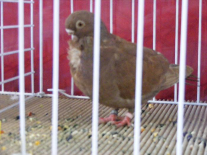 DSCF5655 - expozitia nationala de ornament decembrie  2008