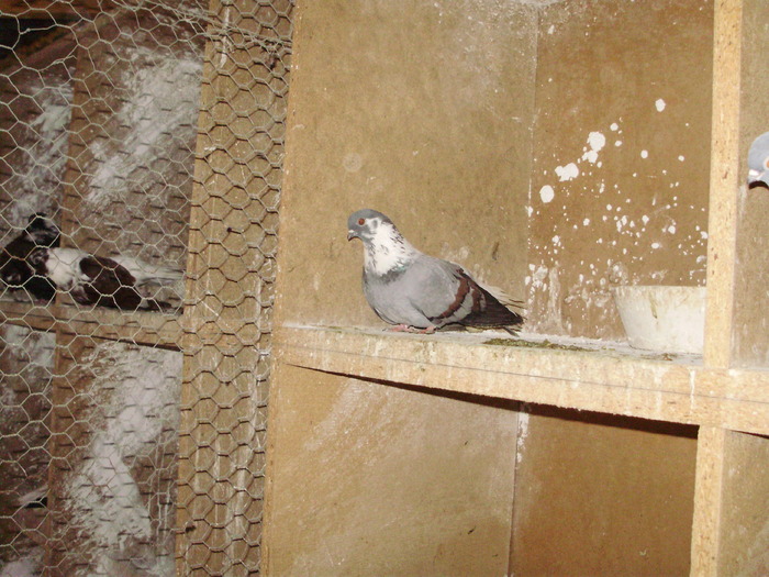 P9061341 - 1709 Marian Anghel