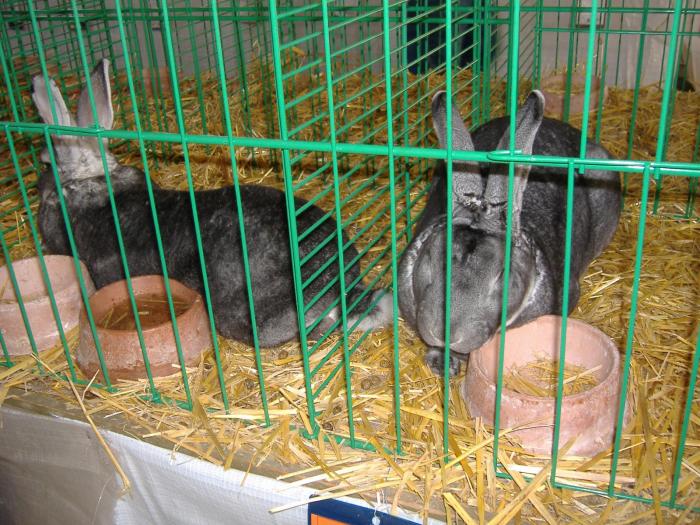 Nitra 06.12.2008 123