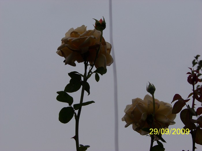 100_2148 - Toamna in curte  Timisoara