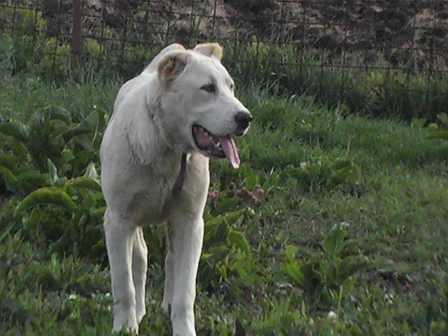 poze 06.06.2009 043 - ciobanesc asia centrala