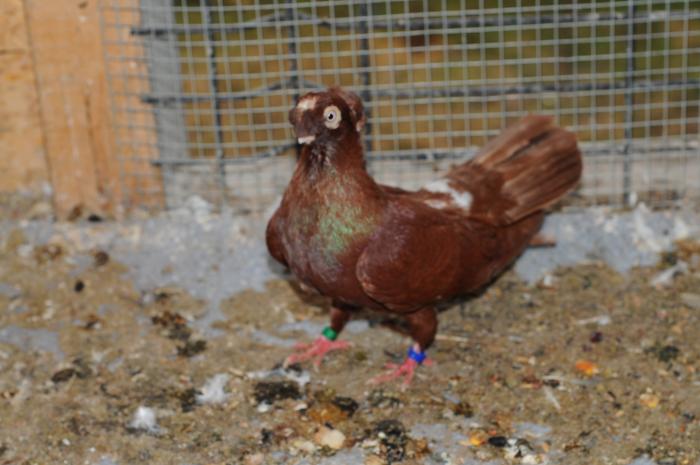 DSC_9923 - jucatori dublumotati calarasi 2008