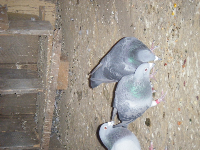 DSCF2429 - fostii porumbeii