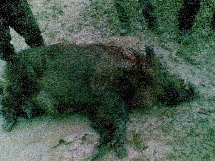 09122009(034) - vanatoare padure