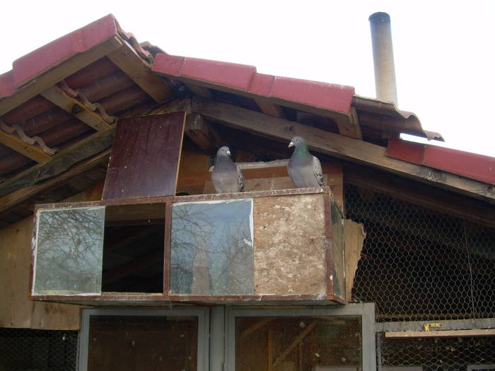 15.03.2009 010; porumbei 2008
