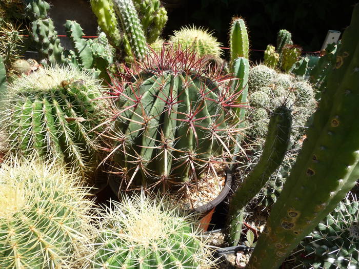 P1040096 - Cactusi