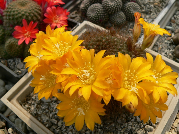 rebutia_sp. - genul Rebutia